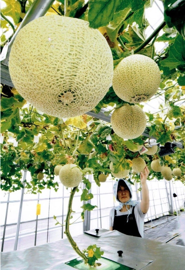 天空のメロン栽培